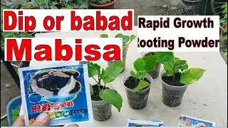 Using Rapid Growth Rooting Powder ano mas mabisa DIP OR BABAD