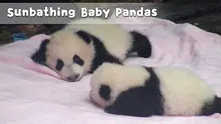 Sunbathing Baby Pandas | iPanda