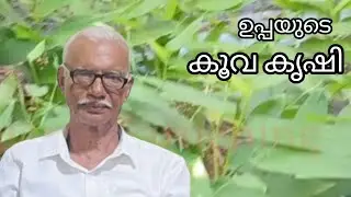 കൃഷിയില്‍ അറിവ് കിട്ടിയത് ഉപ്പയില്‍ നിന്നും, ഉമ്മ യില്‍ നിന്നും  #krishi #malayalam #കൂവകൃഷി 