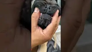 Fresa Dental brushing gel (with a pug)