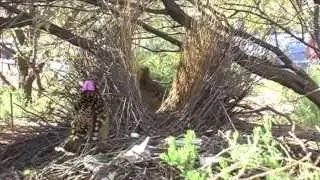 Western Bowerbirds