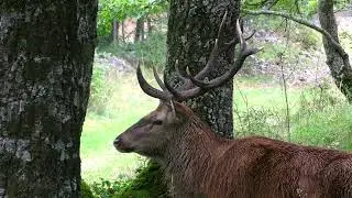 Abruzzes brame du cerf 2025     Abruzzo  Bramito del cervo  2025