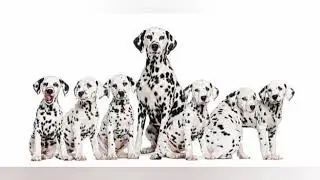 Dalmination dogs breeds Biolography.. Learn & watch🎥