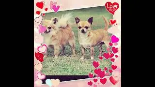 Types of Chihuahuas #chihuahuasonly
