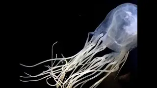 BHPCPS #081 - The Modern Disdain of Dogma is Not Modern - Jelly Fish 