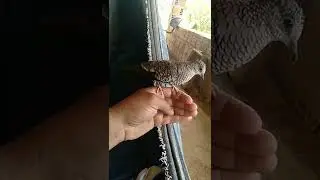 rolinha fogo pagou mansinha