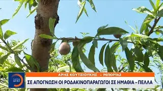 Σε απόγνωση οι ροδακινοπαραγωγοί σε Ημαθία – Πέλλα | Ethnos