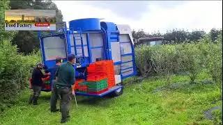 Revealing the Blueberry Factory Process 💖| How blueberries are grown and processed on a large scale😍