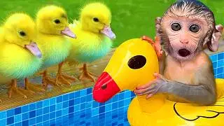 小猴子 Gogo 被彩虹小鴨嚇到了🦆🌈| Gogo Monkey Life