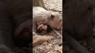Old mom JADE relaxing care her little newborn baby JADA #shorts