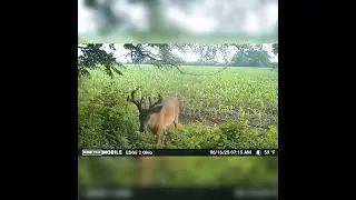OHIO BIG BUCK GROWTH W/Moultrie Mobile EDGE 2 #bigbucks #moultrie #deerhunting #archery #bowhunting