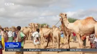 Qatar diplomatic row: Somalia's neutral stance sees increase in its air traffic