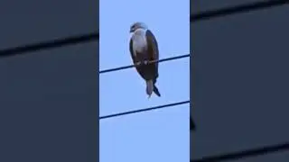 kite bird standing on electric wires#shorts