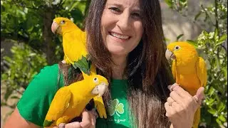 Golden Conure - Adventure #2 - 2024