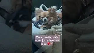 Best friends #chihuahua #chihuahuadog #cutedogs