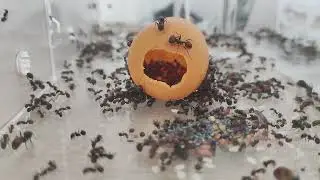 Messor barbarus заносят семена в кладовку