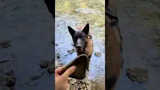 Seven cherche sous l’eau 😂😍 #chien #dog #malinois