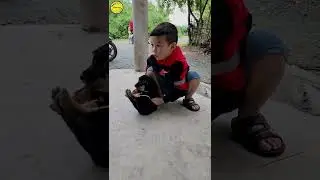 t&ocirc;m kiss chơi đ&ugrave;a với con ch&oacute; con