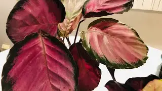 Calathea Roseopicta Water Culture Update & Prayer Plant Semi Hydro