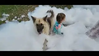 Dog loves bubbles / Foam party time