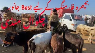 Chakwal Mandi today update 29/01/2026 |Bachray Farming update |chakwal Mandi today last update 