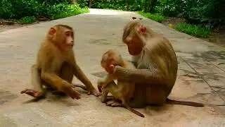 MG... What Happened? The Moment That Change Monkey's Face | Jungle Monkey Fight For Survival