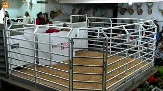 Deer Valley Farms Fall BULL SALE, Fayetteville, TN