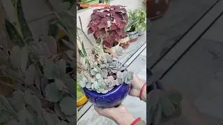 How to grow lavender scolps from cuttings #garden #plants #gardening #youtubeshorts #shorts