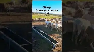 Plastiflo Sheep Conveyor Feeders