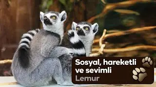 Anavatanı Madagaskar olan sevimli hayvan &ldquo;Lemur&rdquo; #lemur#doğakaşifi#hayvanlaralemi