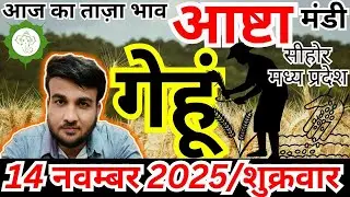 🌾आज का गेहूं भाव 14 नवम्बर | Ashta Mandi Gehu Bhav Today | नई फसल गेहूं रेट | Sandeep Nagar