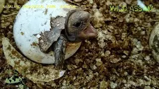ASIAN BROWN TORTOISE BREEDING CENTRE || NAGALAND ZOOLOGICAL PARK || TSA-INDIA