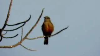 endemic, Santa Marta bush tyrant, Myiotheretes pernix, Sierra Nevada de santa marta