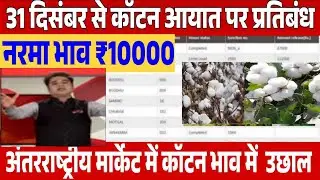 नरमा कपास (cotton) किसान होंगे मालामाल निर्यात को मिली मंजूरी इस तारीख तक 12000 रू cotton report
