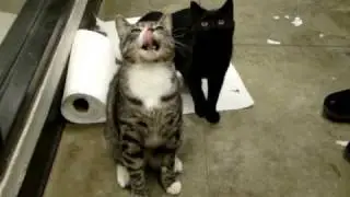 Rose Hope Animal- Cats - Tiger and White Cat