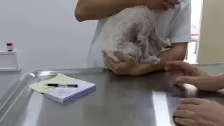An itchy 10-year-old Maltese has skin disease Pt 1