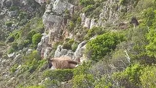 Table Mountain Animals - Himalayan Tahrs above Llandudno