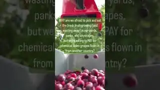 #free #food #foraging #sustainability #tips #chef #cooking