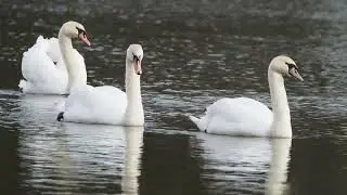Mute Swans on the pond. #winter #pond #swan #birds #wildlife #nature #birdphotography 