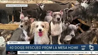 40 dogs rescued from La Mesa home