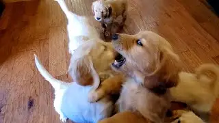 7 Week Old Golden Retriever Puppies Wrestling Match
