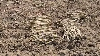 गन्ना कैसे बोया जाता है । How to grow sugarcane | VS Farming