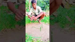 Creative Trap Simple Wood Pigeon Trap #creativetrap #animaltrap #easytrap #pigeontrap #funny #boxtra
