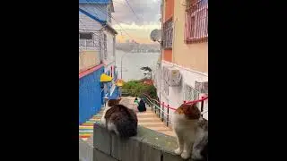Keyif Art: Capturing Istanbul’s Vibrant Architecture and Iconic Stray Cats in Mesmerizing Videos
