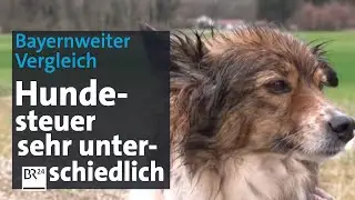 Bayernweiter Vergleich: Deutliche Unterschiede bei der Hundesteuer | Abendschau | BR24