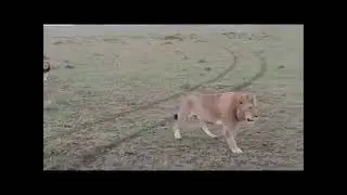 Notch 2 & SpearBoy On The Move