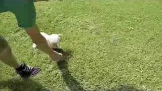 Toy Poodle bounds after her ball.