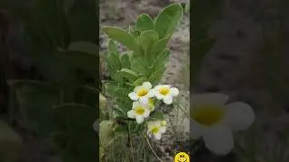 Anemopaegma glaucum