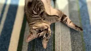 （閲覧注意）あまりにも無防備すぎる…！寒さを理由に完全にリラックスしきった猫の寝相がヤバい