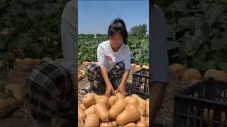 Pinky harvesting sweet pumpkin 😍🧺😲#farming #harvesting #shorts #trending #ytshorts #viral #vlog